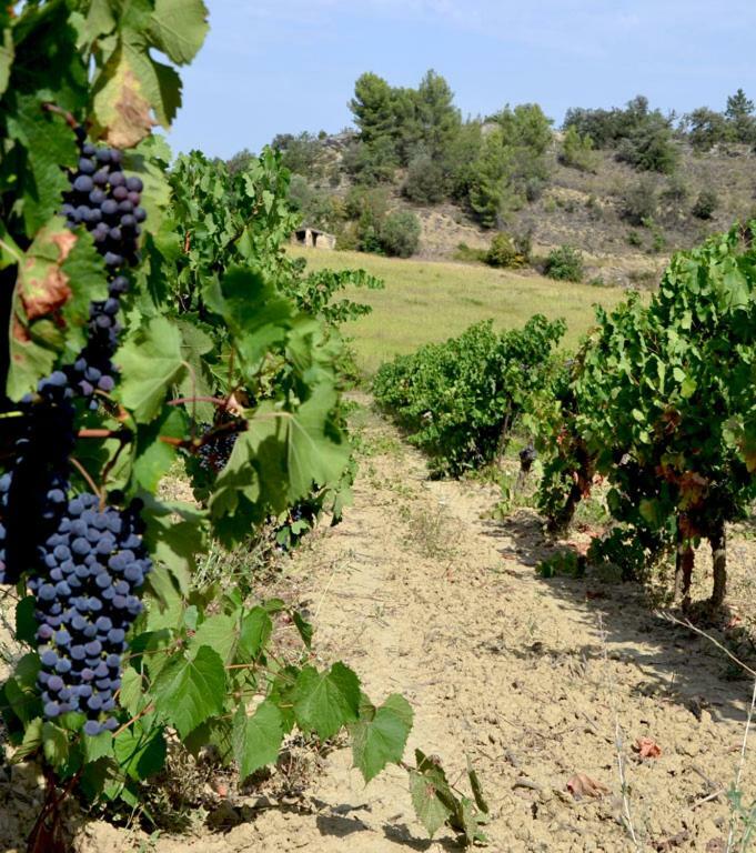 Gite Vigneron Du Domaine D'Alon Magrie エクステリア 写真