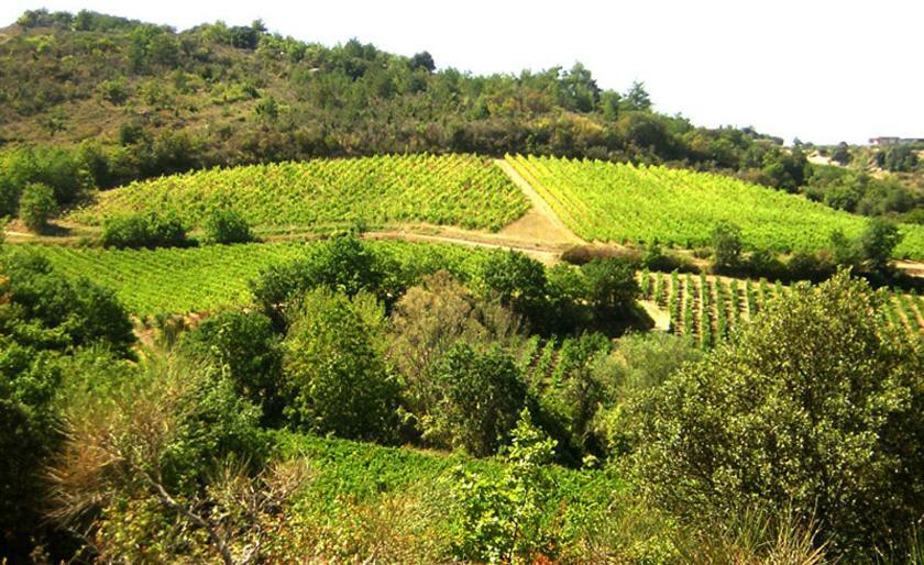 Gite Vigneron Du Domaine D'Alon Magrie エクステリア 写真