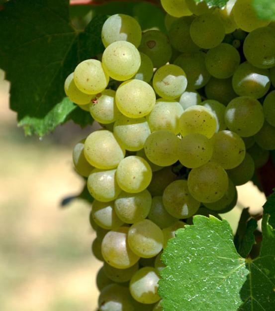 Gite Vigneron Du Domaine D'Alon Magrie エクステリア 写真