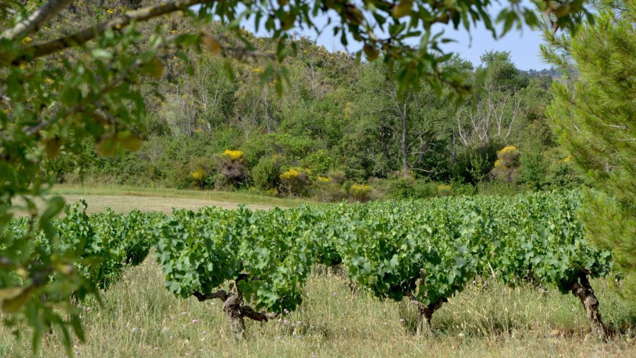 Gite Vigneron Du Domaine D'Alon Magrie エクステリア 写真